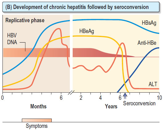 Development of chronic hepatitis followed by seroconversion